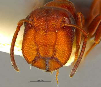 Media type: image;   Entomology 21558 Aspect: head frontal view